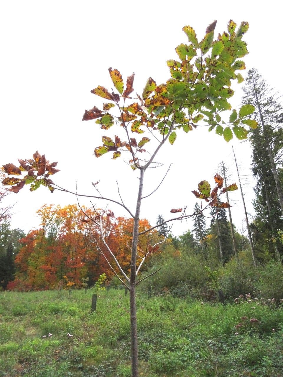 Swamp white oak 11