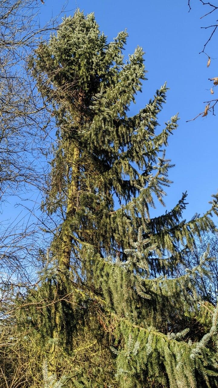 Serbian spruce 13