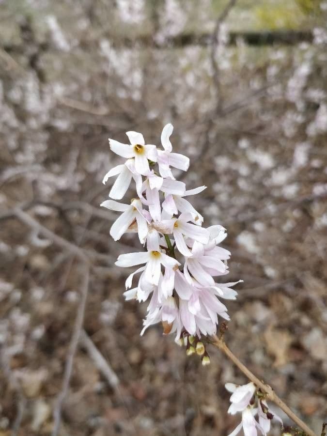 White-forsythia