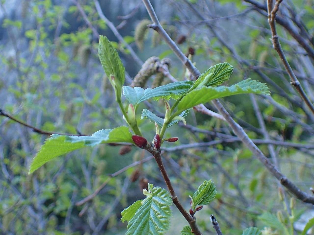 Green alder 15