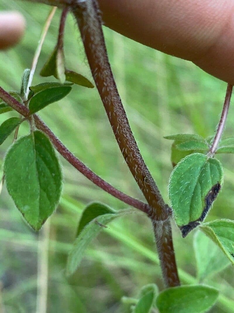 Wild marjoram 23