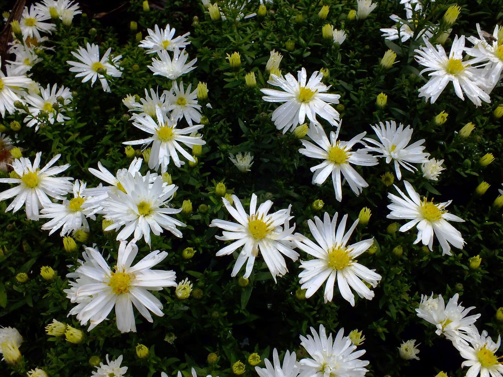Aster 4
