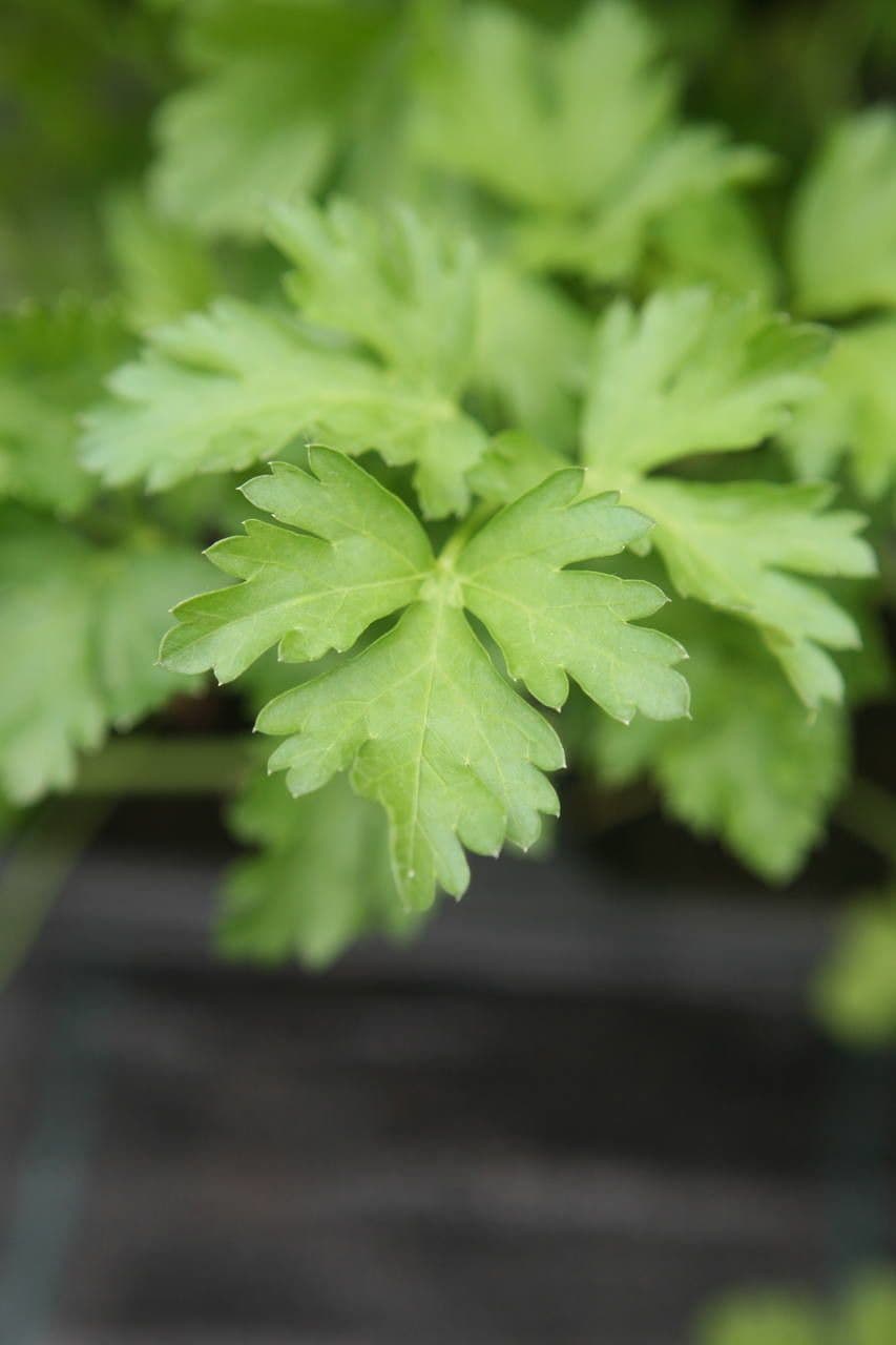 Garden parsley 30