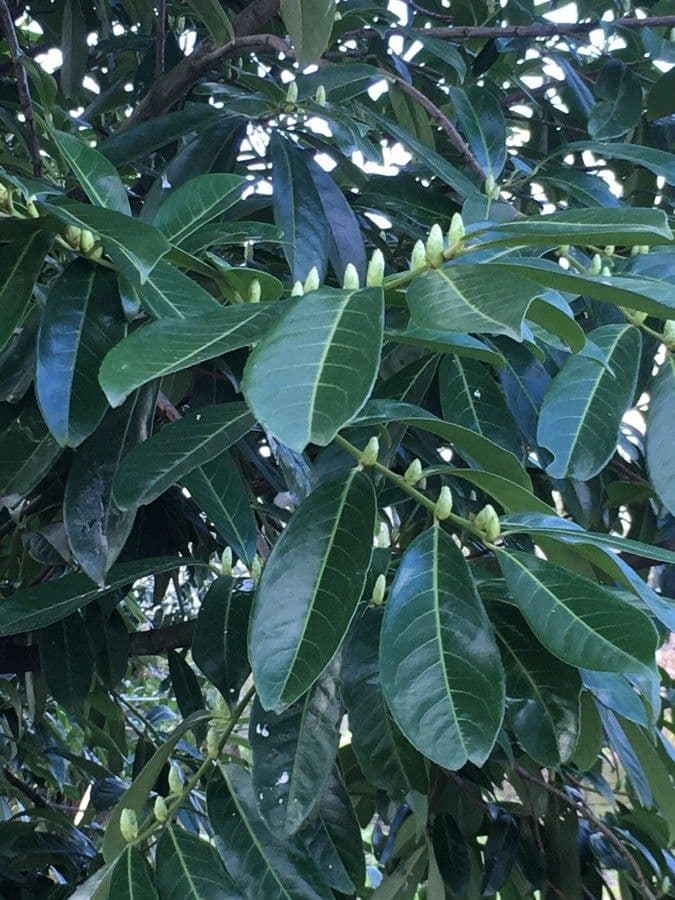 Cherry-laurel 16