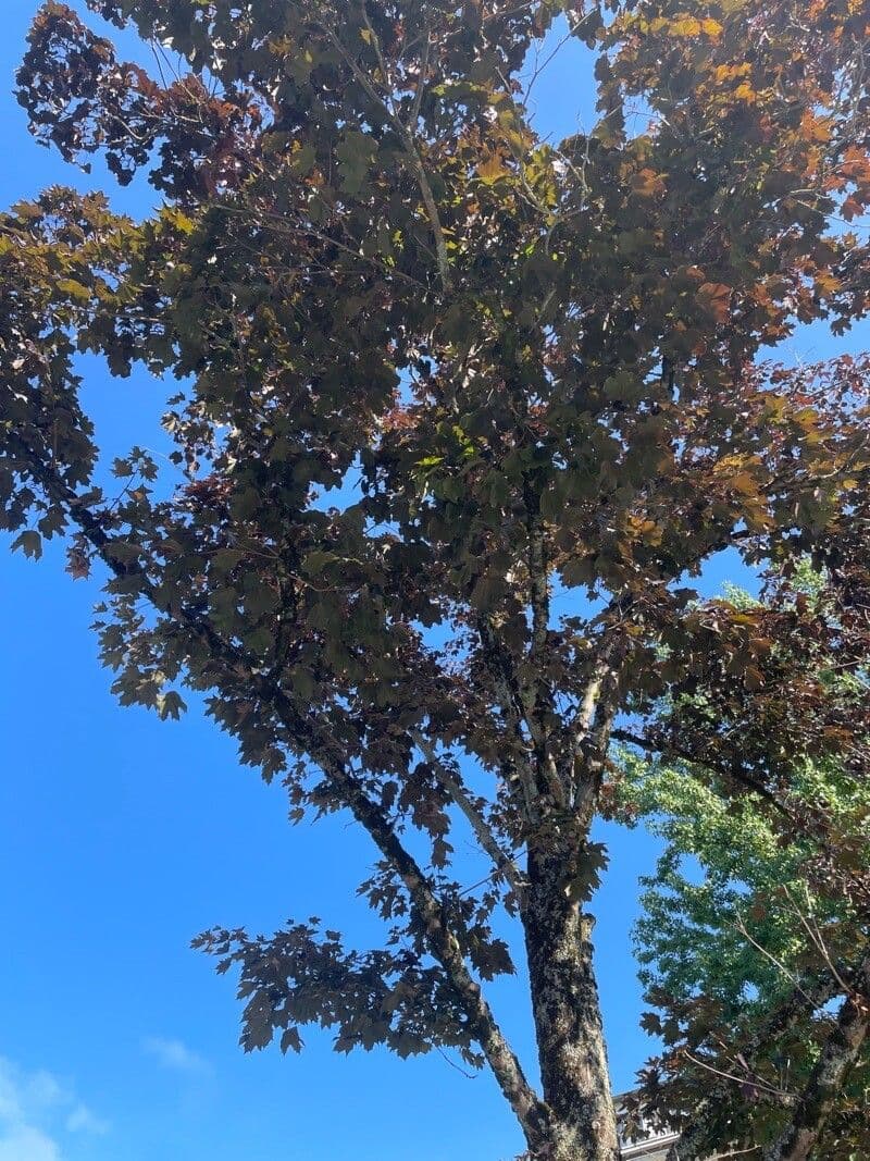 Red maple 27