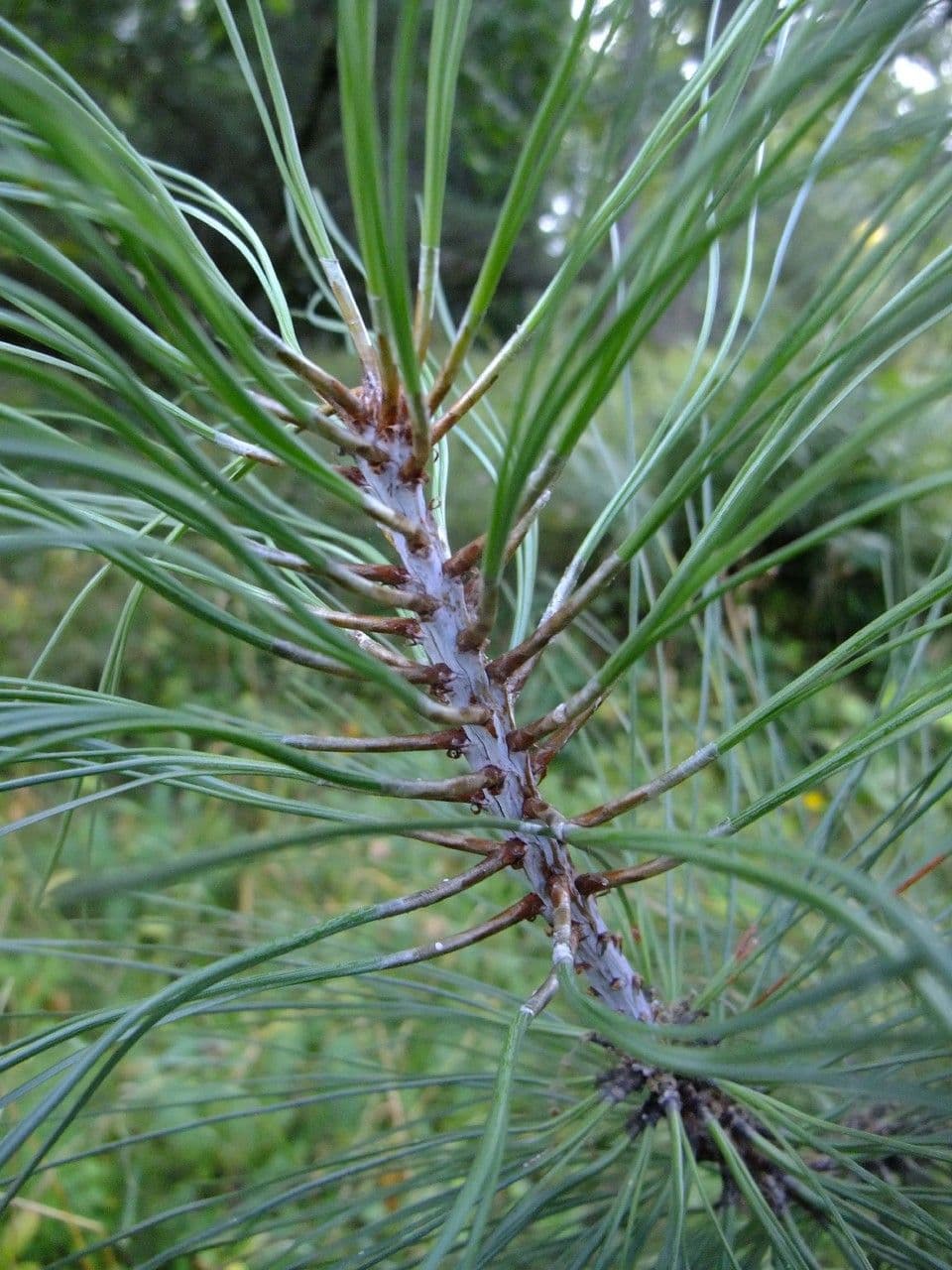 Bigcone pine 12