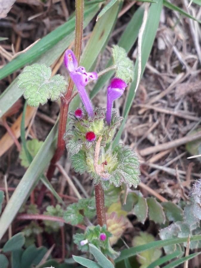 Henbit 8