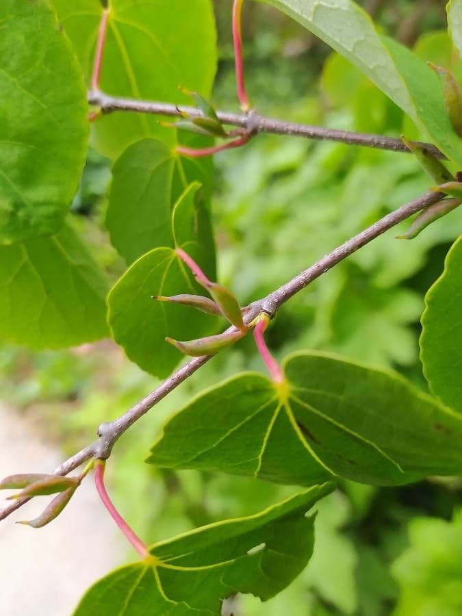Katsura tree 8