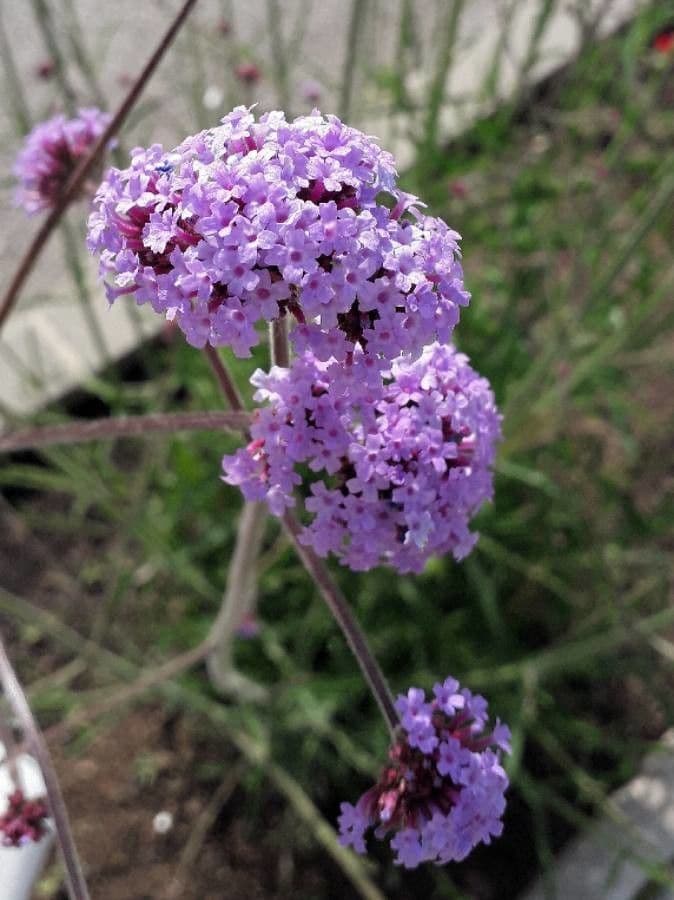 Argentine vervain 6