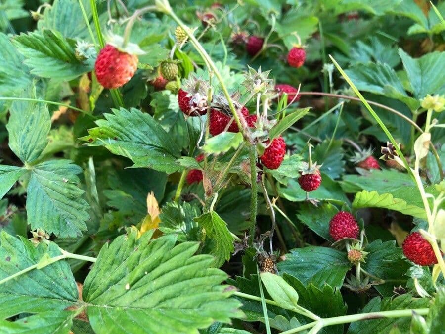 Alpine strawberry 30