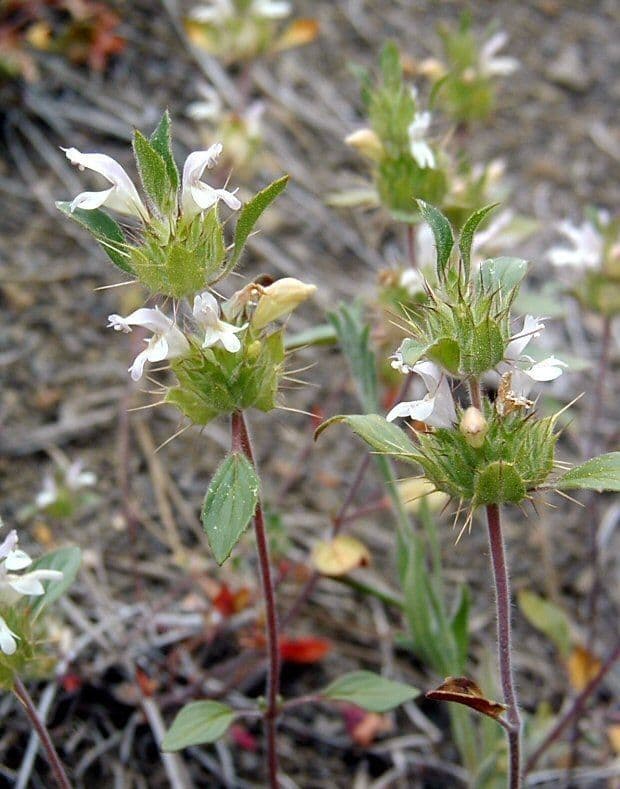 Santa clara thorn-mint 7