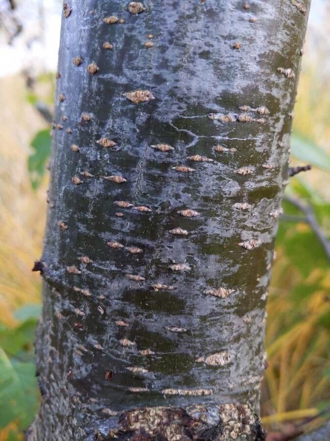 Italian alder 22