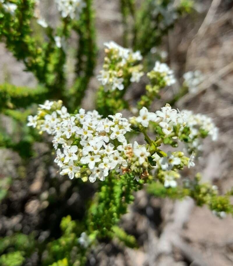 Acantholippia 2