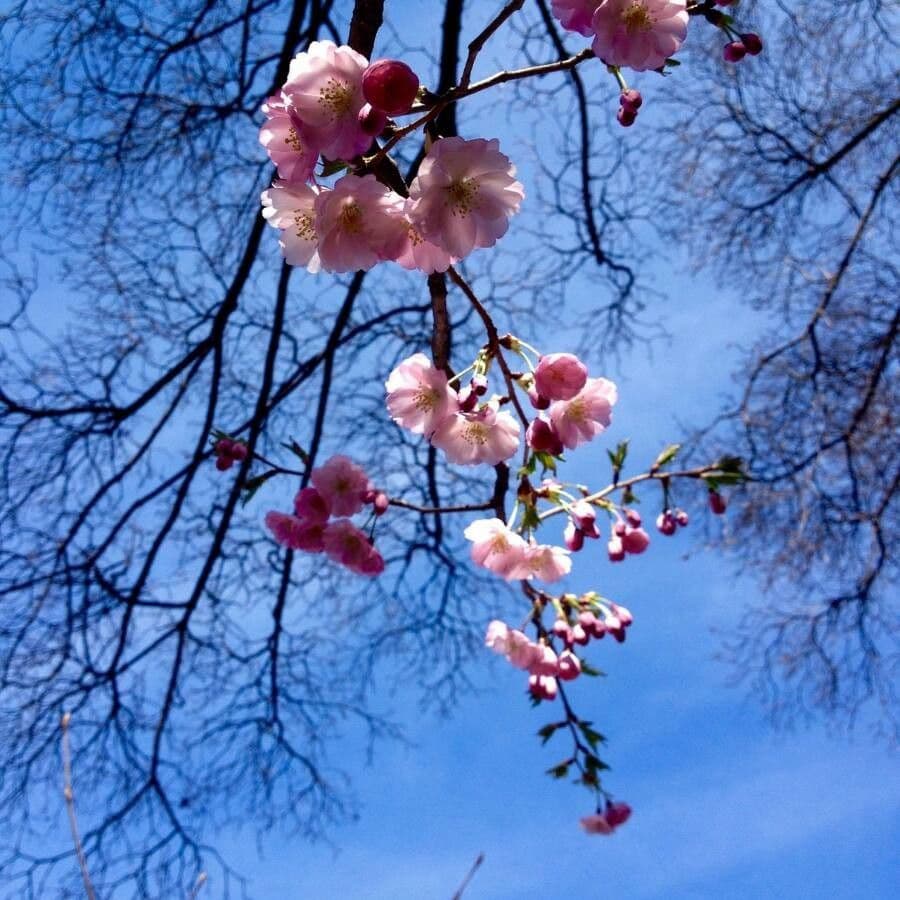 Cherry 9