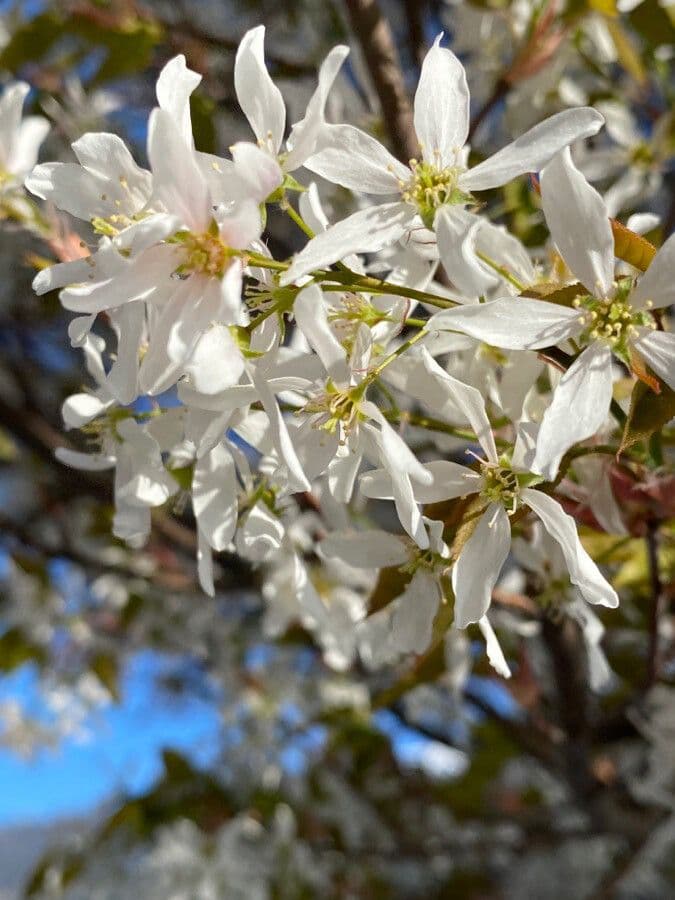 juneberry 9