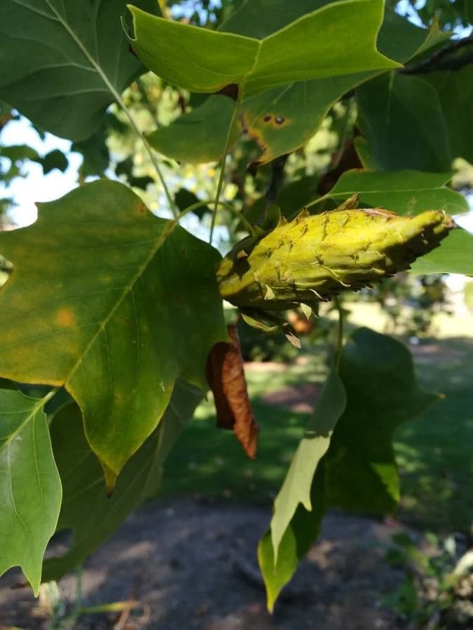 Tulip-poplar 4