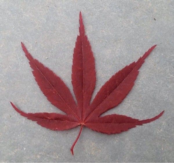 Japanese Maple 27