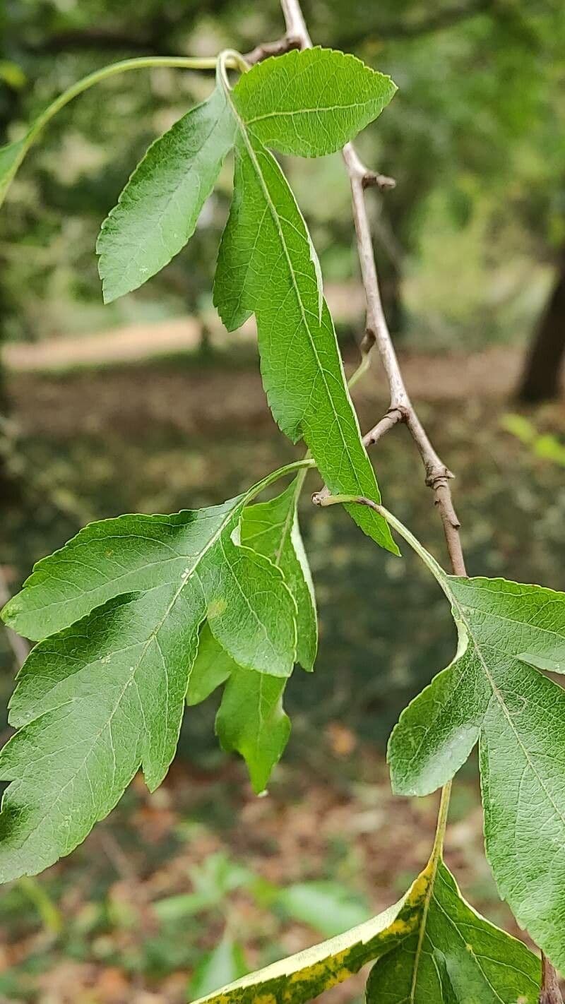 Cut-leaf crab apple 9