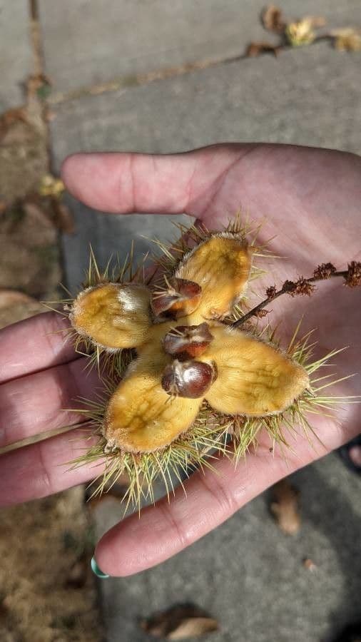 American chestnut 5