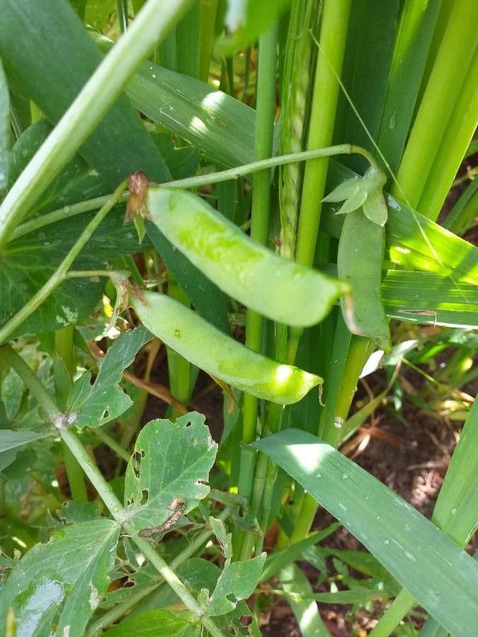 Sugar snap pea 2