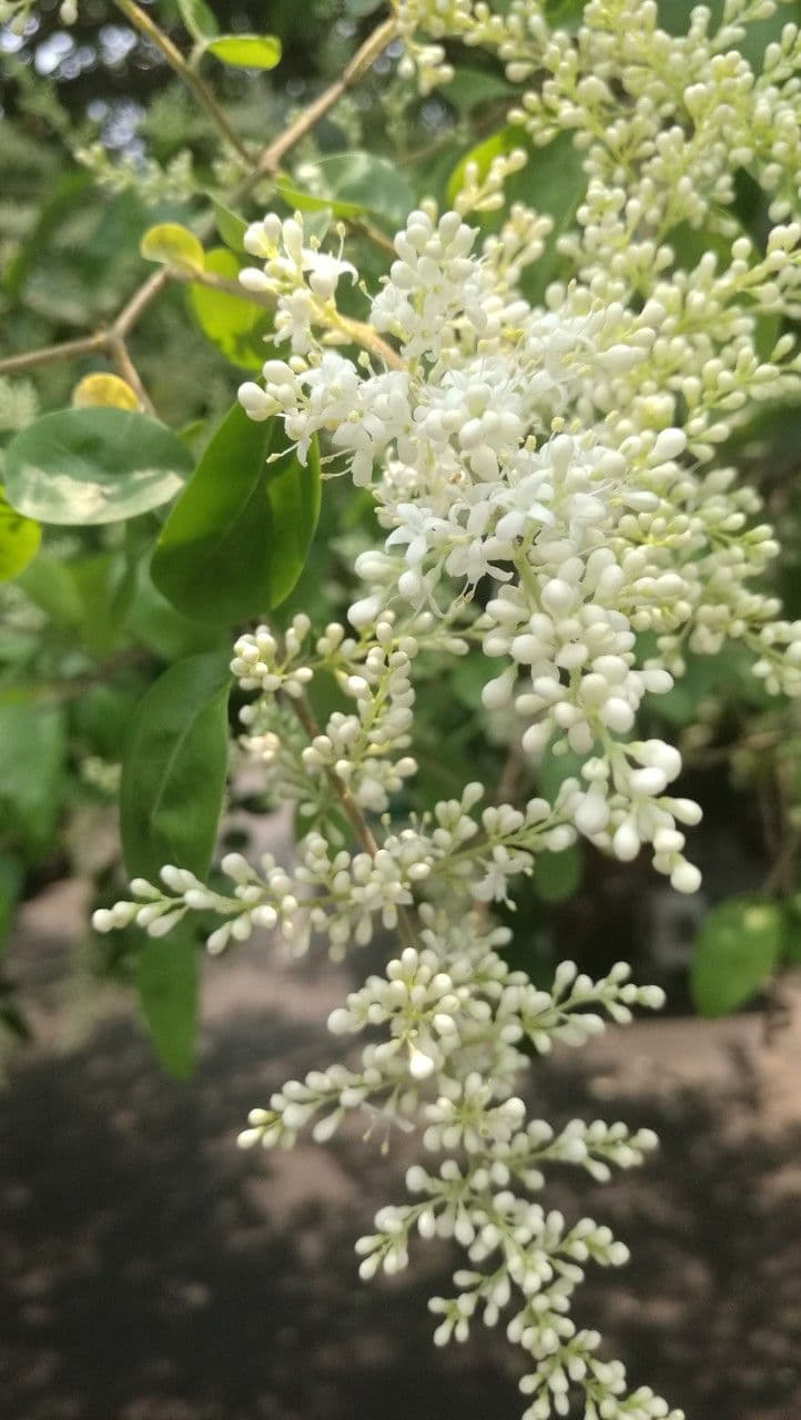 Waxyleaf privet 2