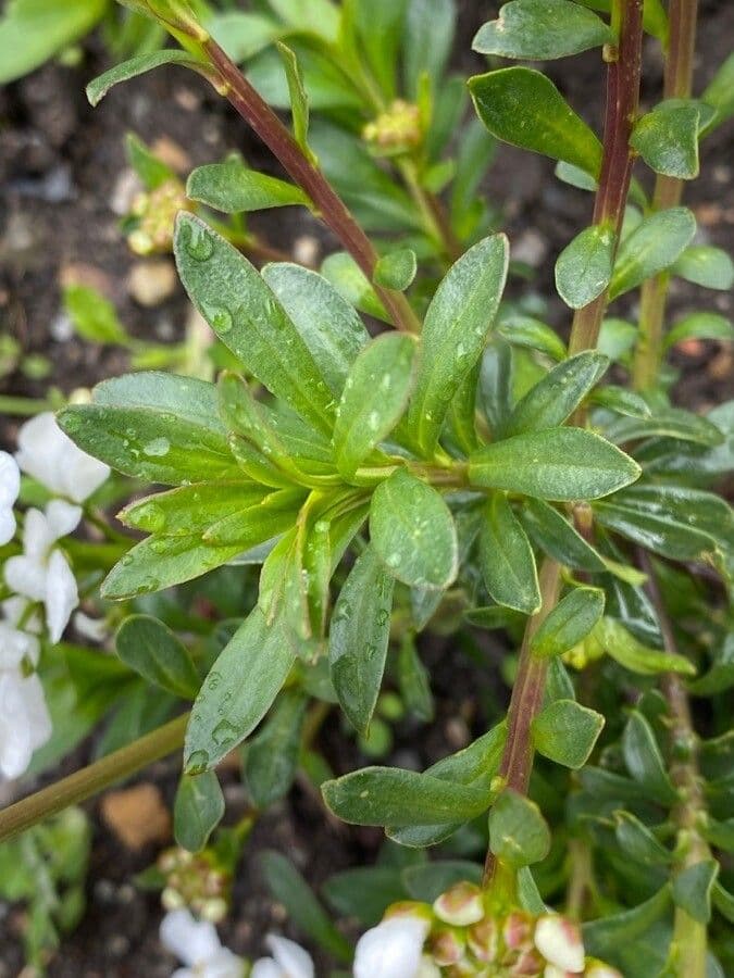 Evergreen candytuft 17