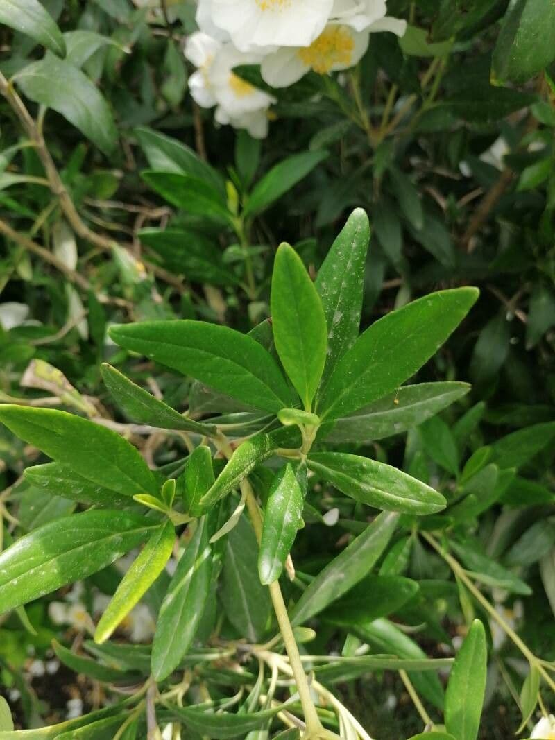 Tree-anomone 16