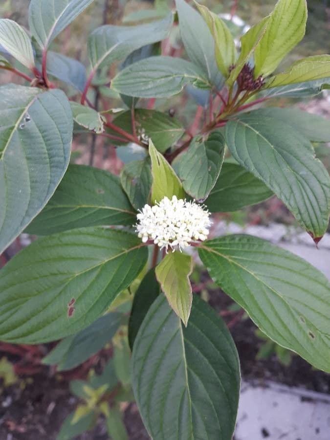 Red-osier dogwood 10