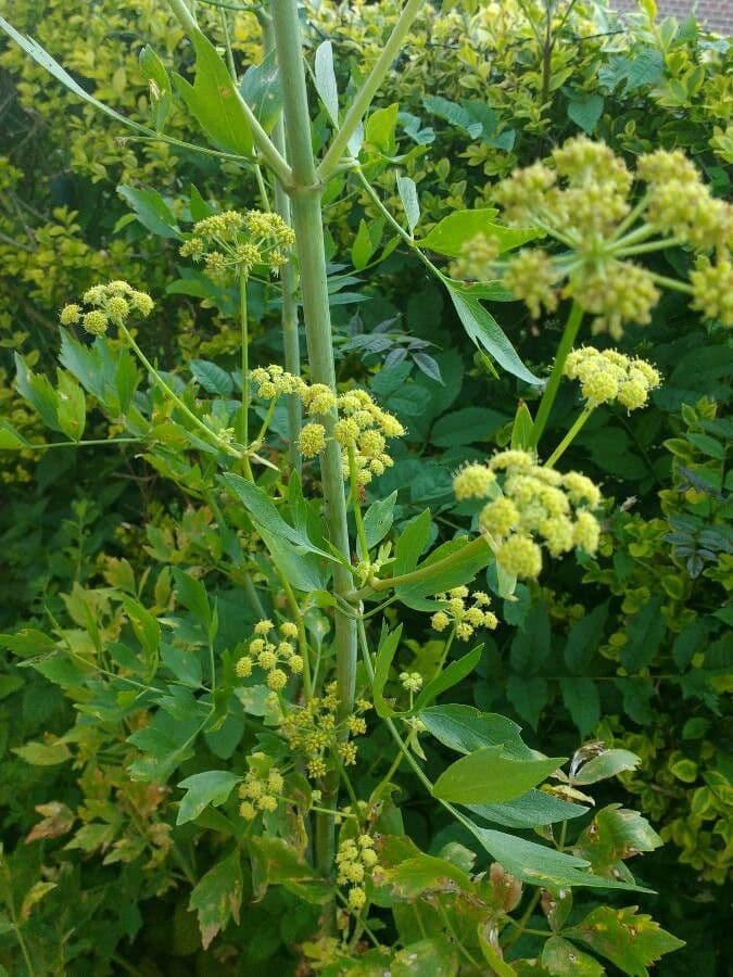 Garden lovage 10