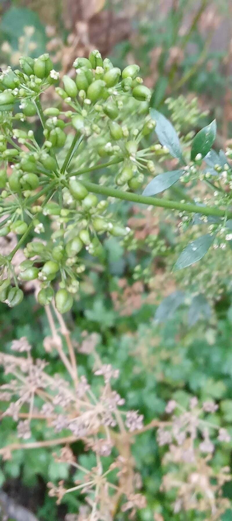 Garden parsley 4