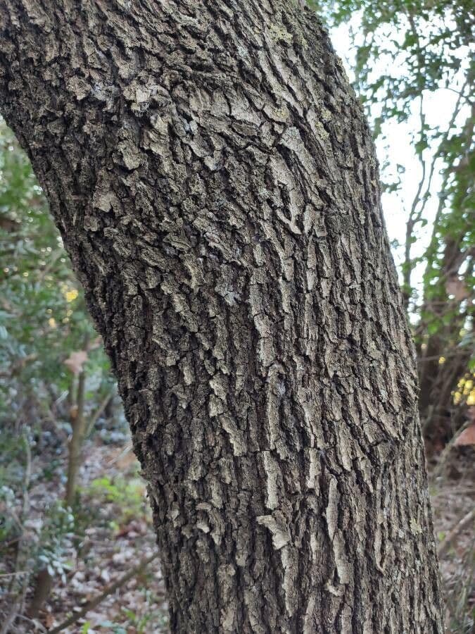 Pedunculate oak 23