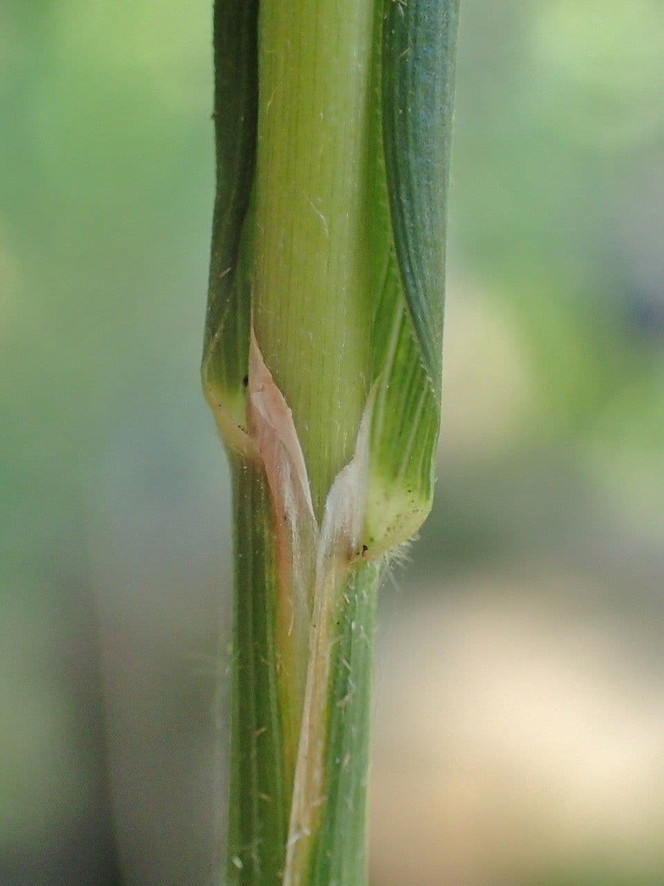 Needle grass 13