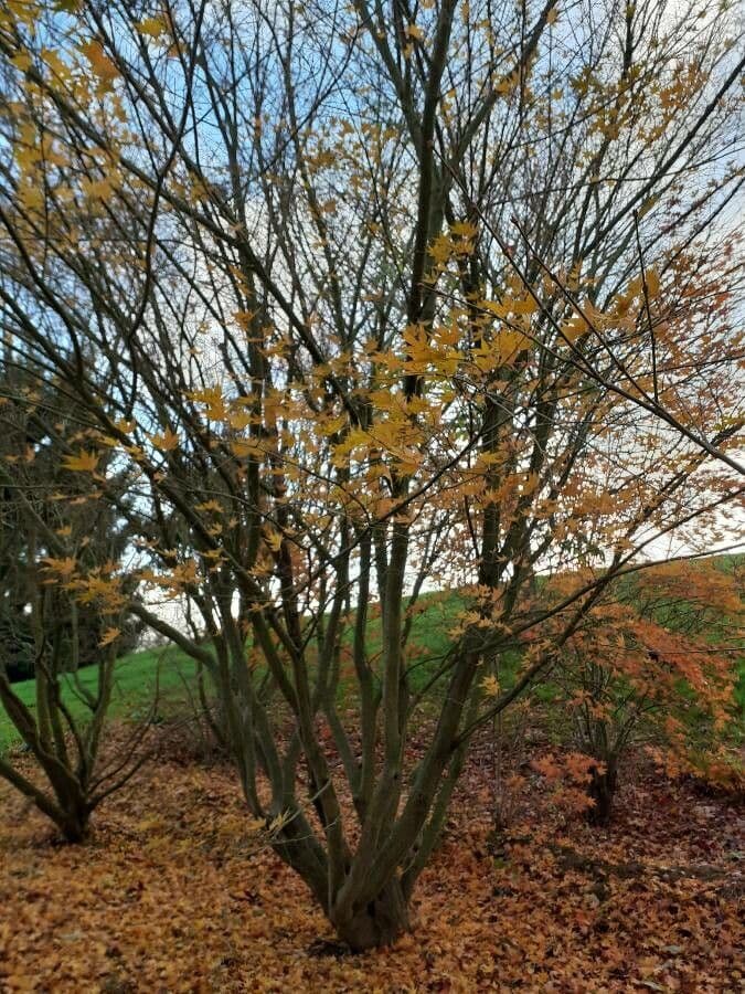 Japanese Maple 12