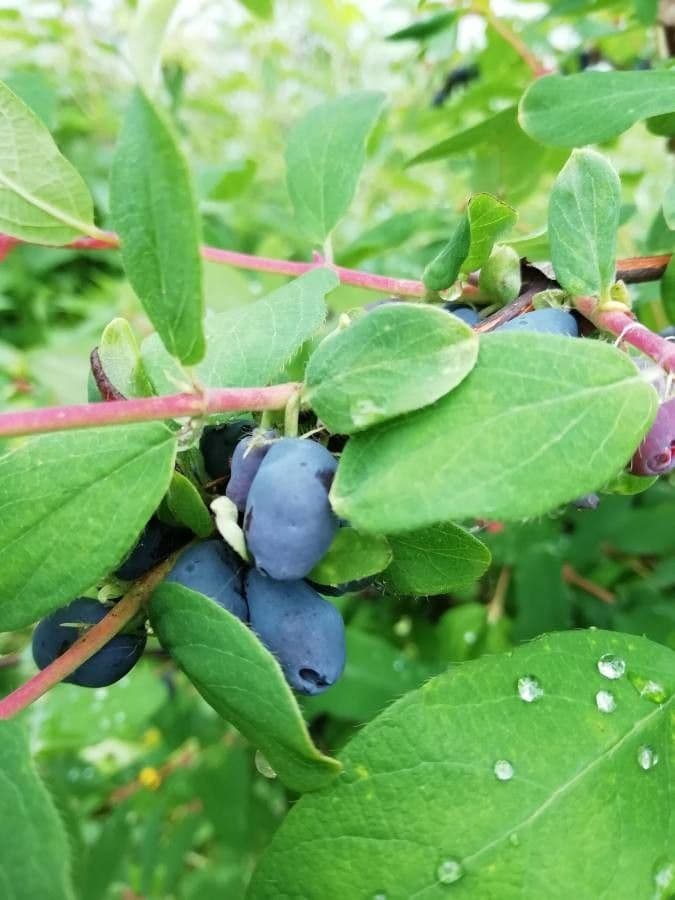 Blue honeysuckle 2