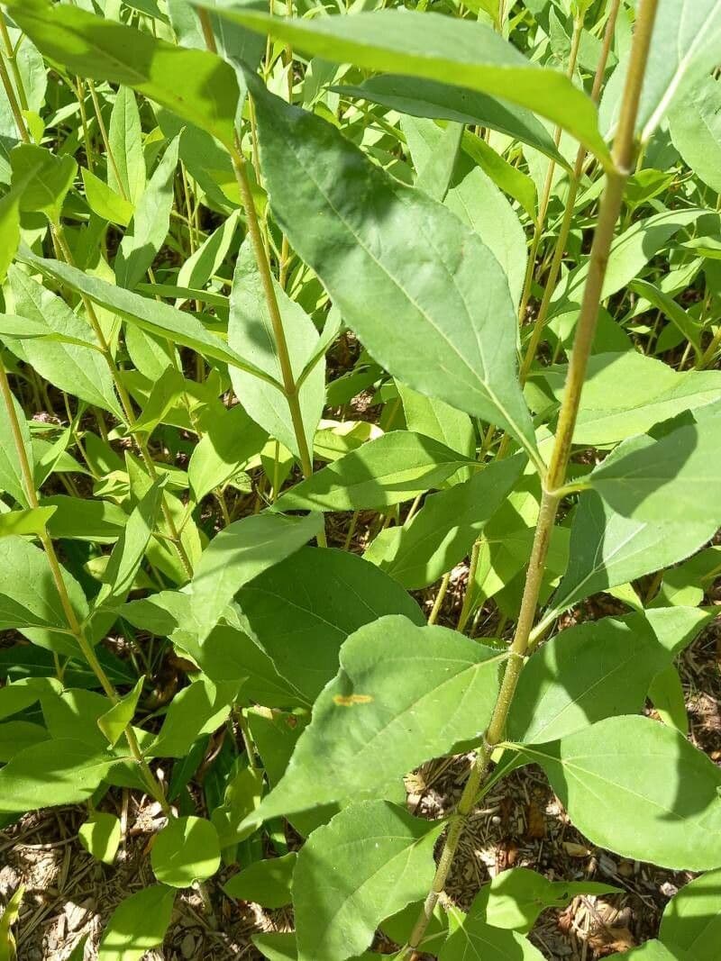 Dark-eyed sunflower 11