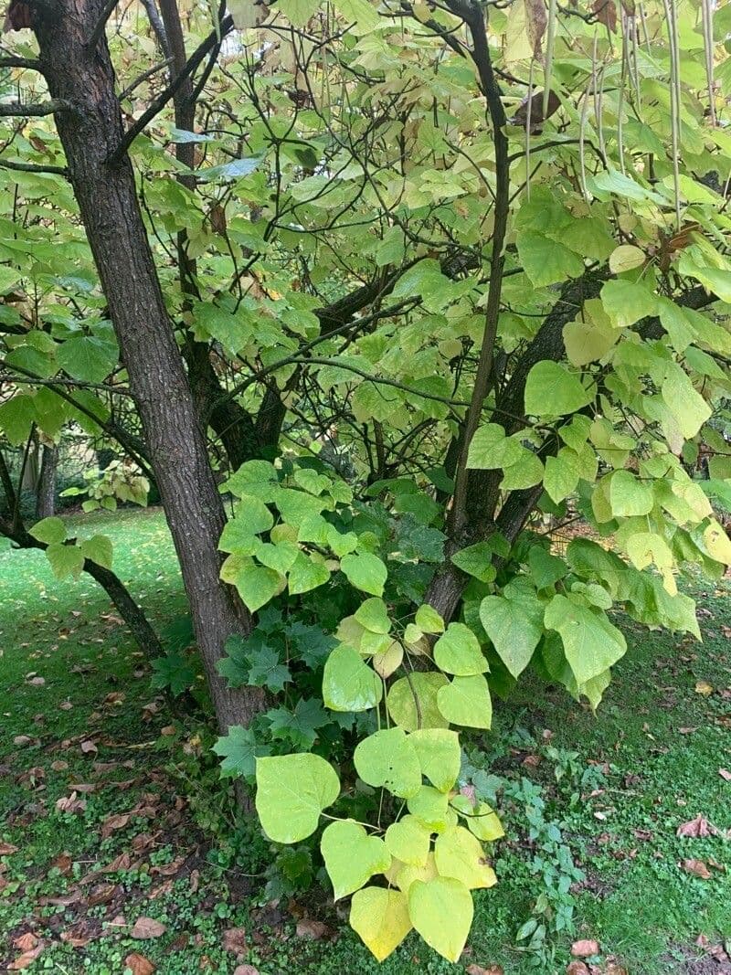 Chinese catalpa 19