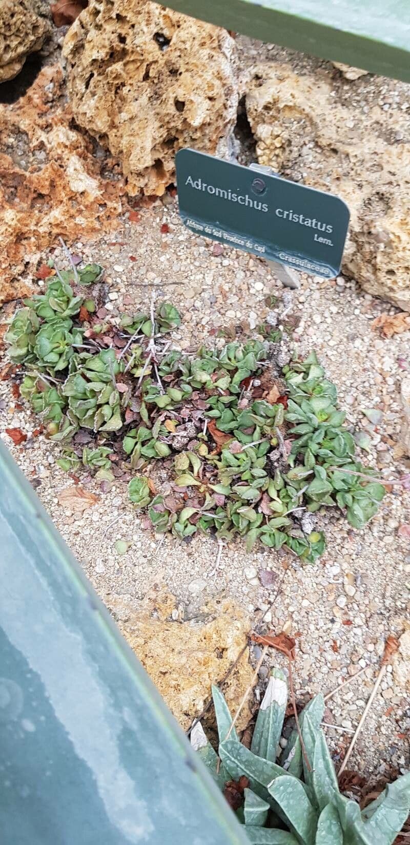 Crassula 9