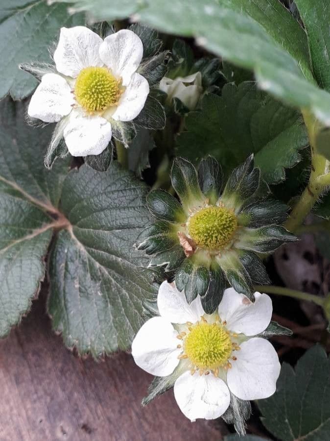Alpine strawberry 7