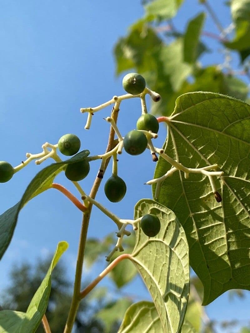 Alangium 3