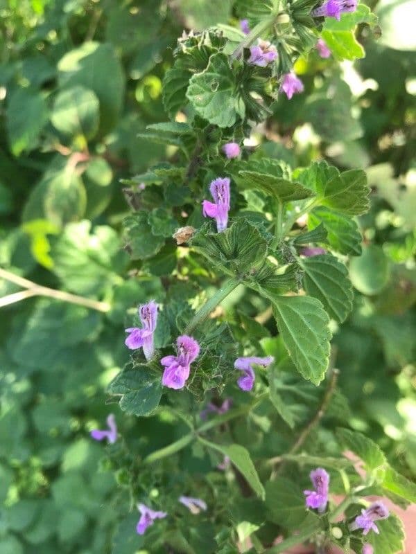 Henbit 5