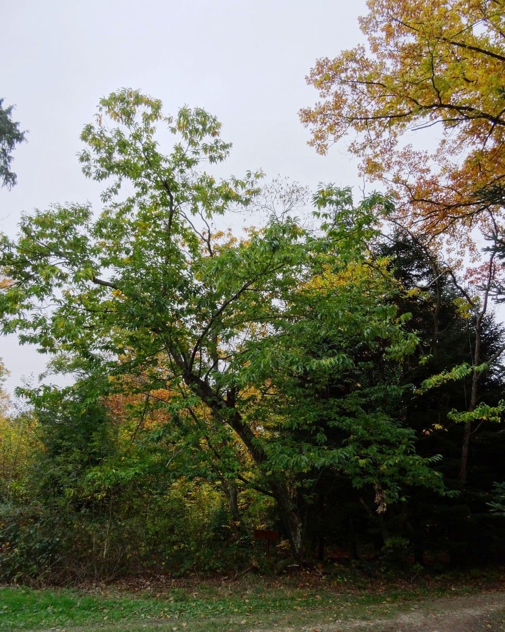 Japanese chestnut 14