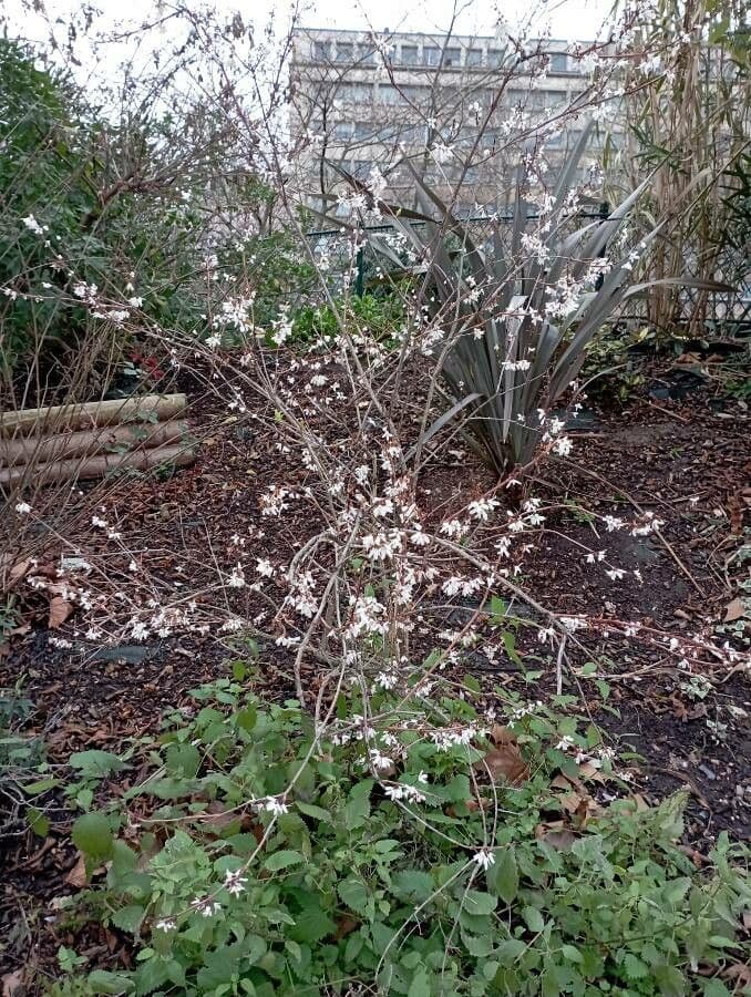 White-forsythia 8