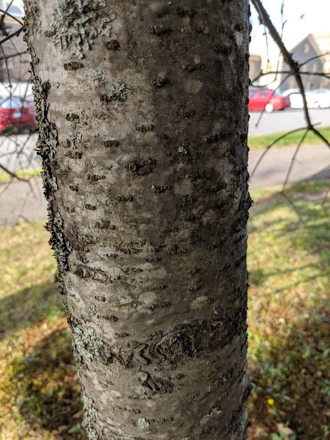 Canada balsam 23