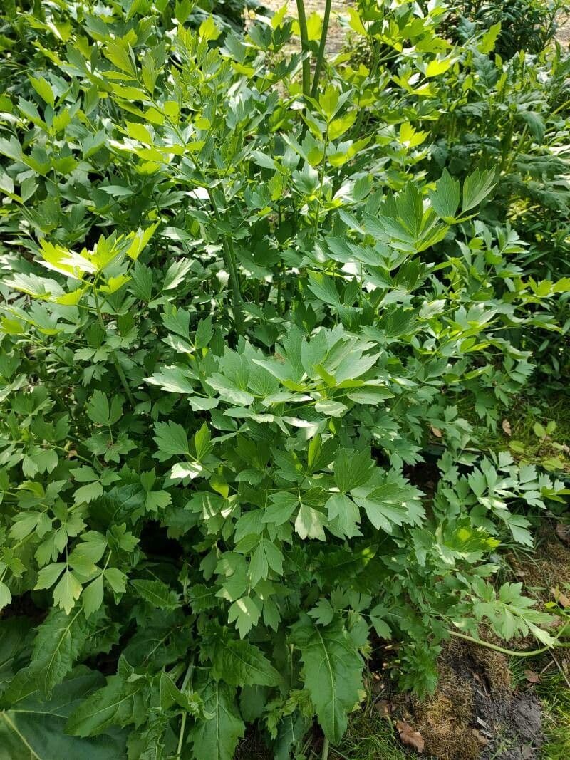 Garden lovage 8