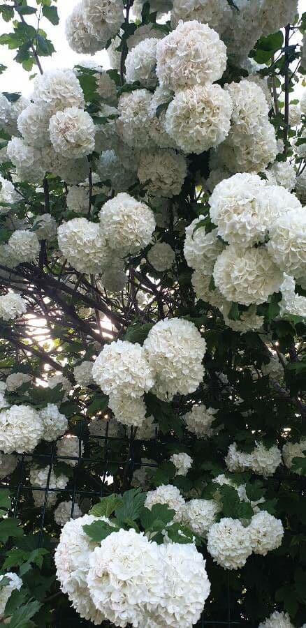 Chinese snowball 12