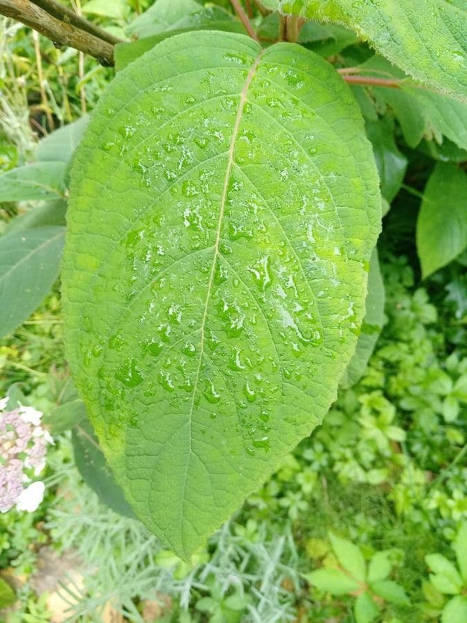 Rough-leaf hydrangea 10