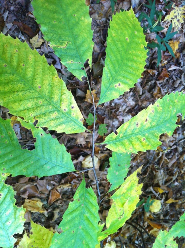 American chestnut 15