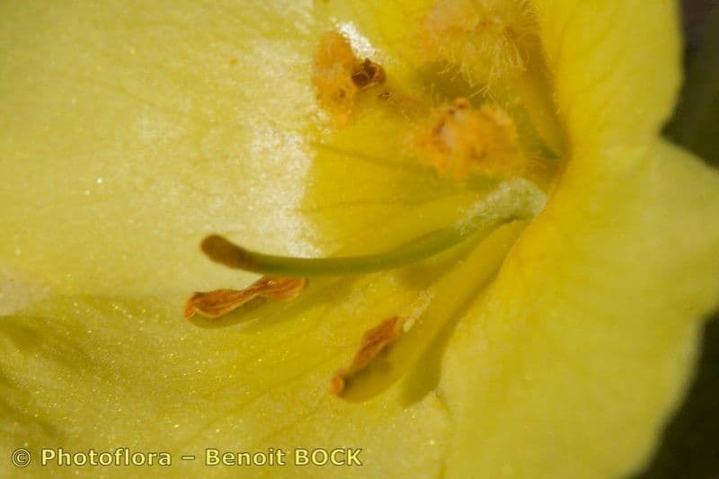 Dense-flower mullein 26