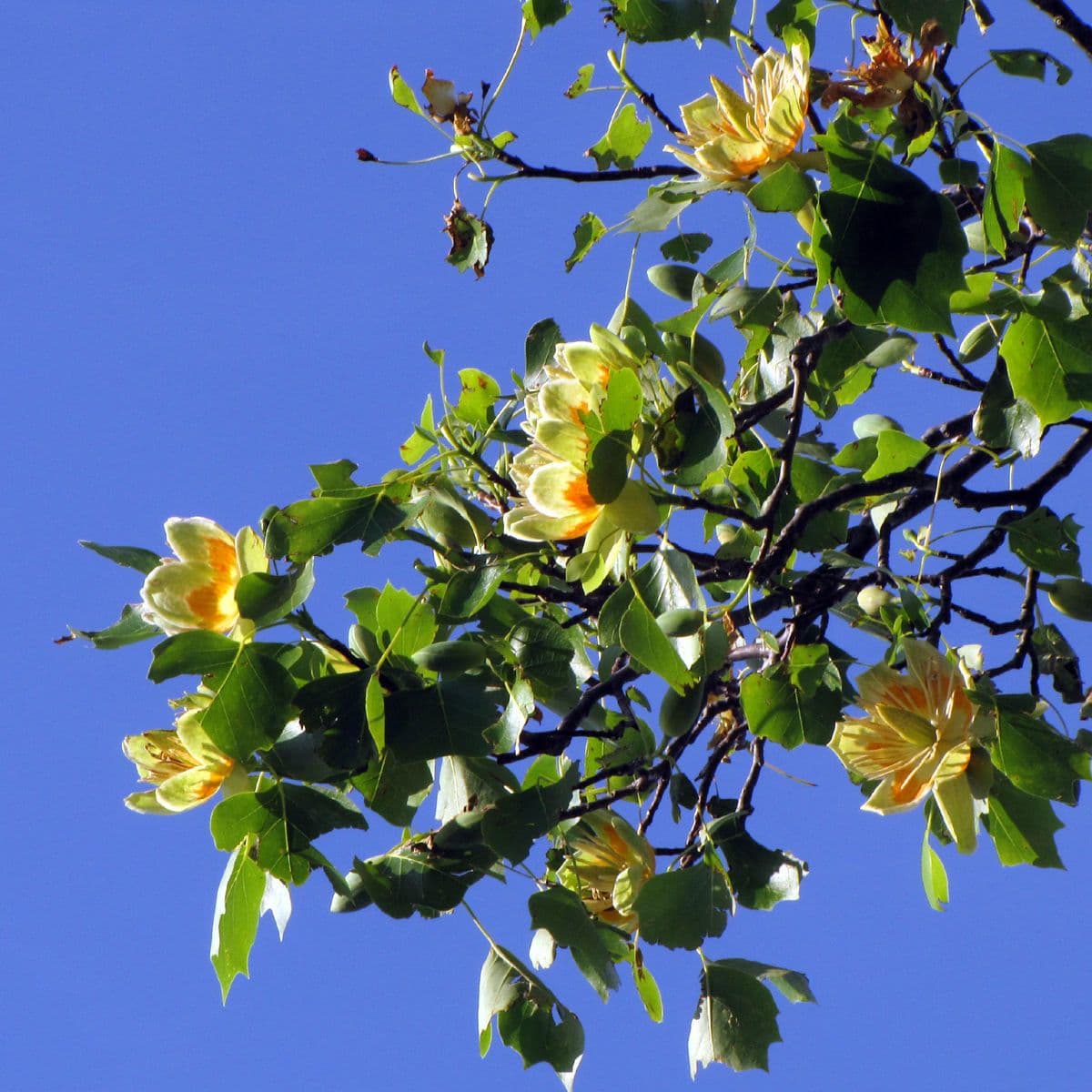 Tulip-poplar 14