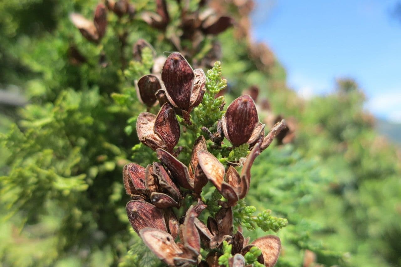 Chilean cedar 4